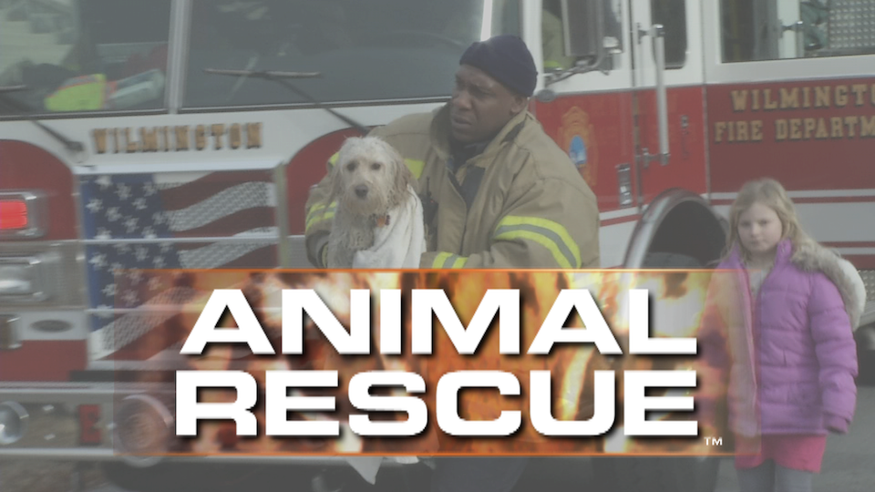 animal-rescue